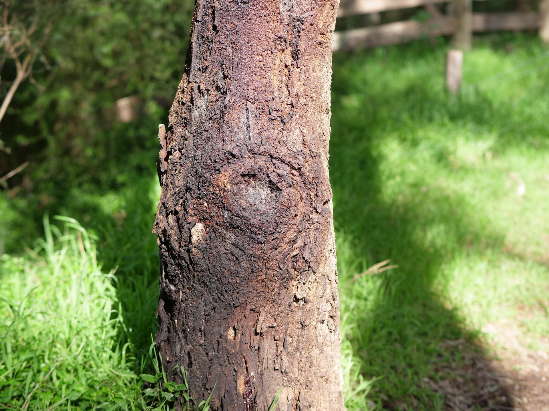 A tree trunk shows visible signs of sunscald, with discolored, cracked bark along the sun-facing side.