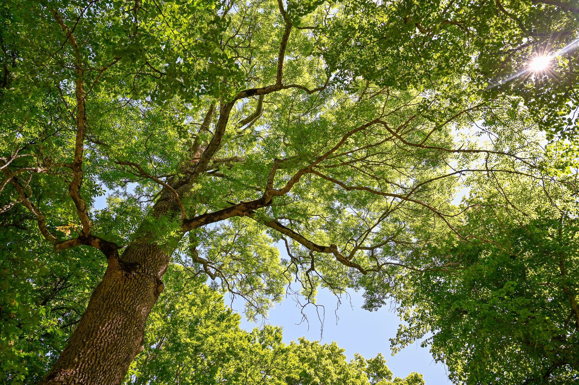 Looking up at a tree with lots of green leaves on a sunny day.