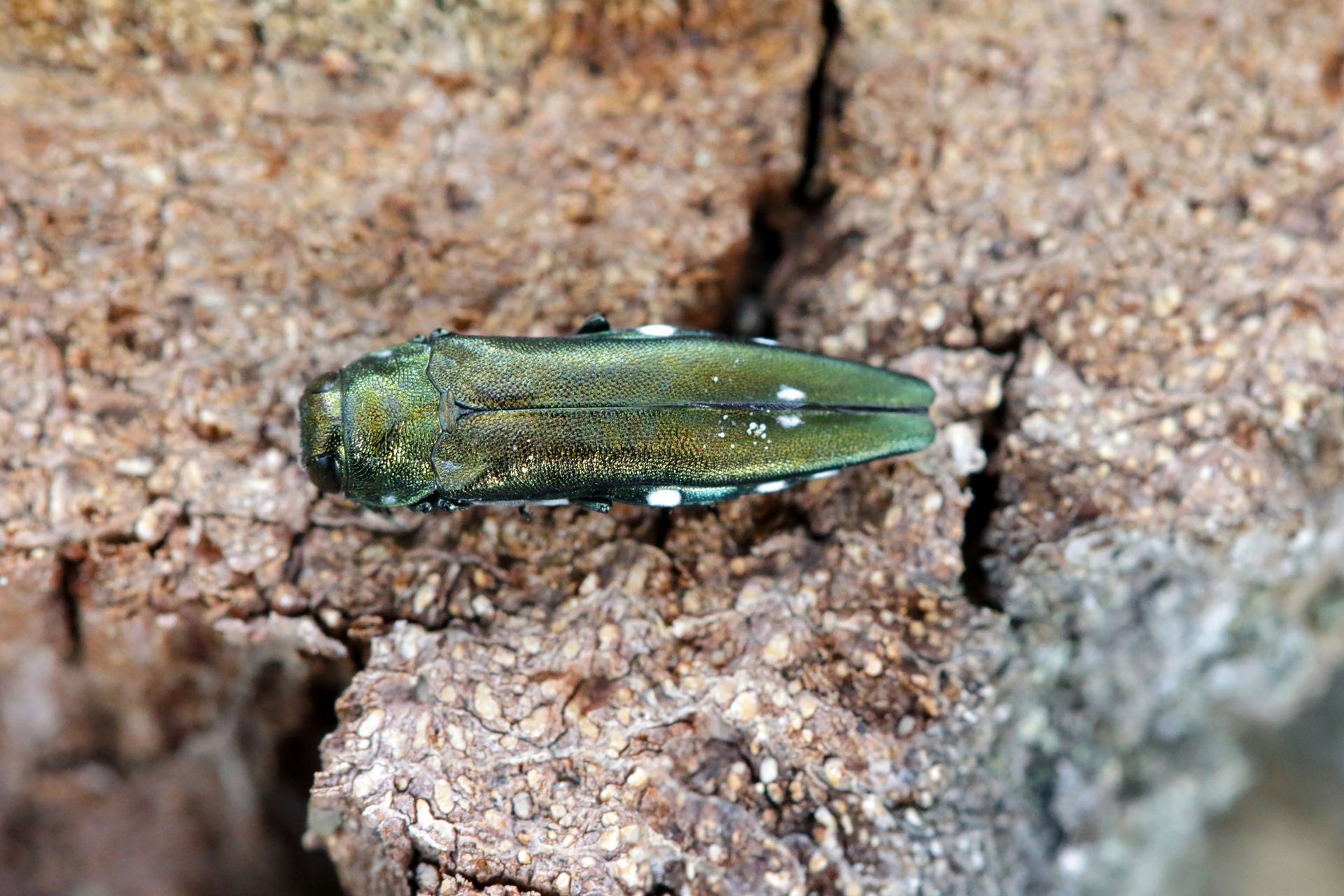 An emerald ash borer with a shiny green body is perched on a sunlit rock, its wings folded neatly along its back.