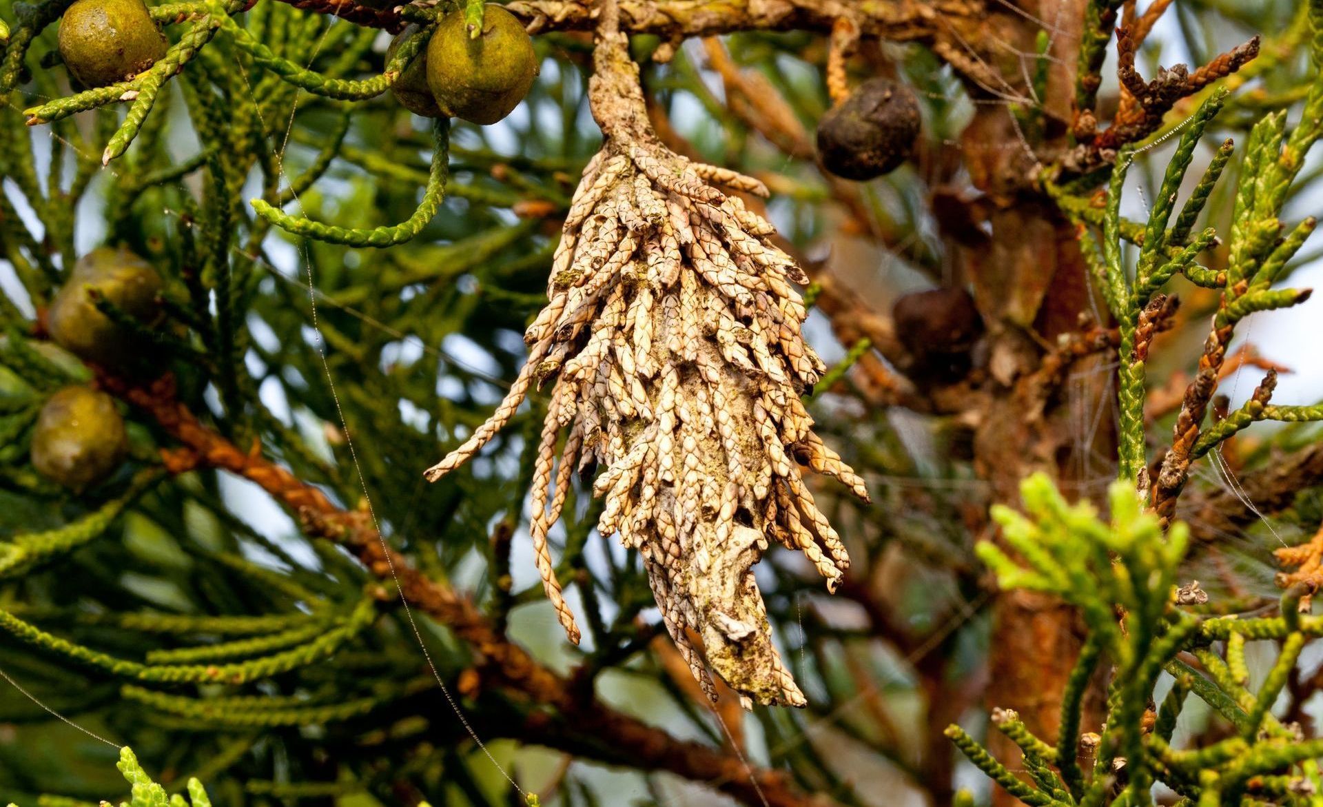 A bagworm hangs from a tree branch, its protective case made of silk and bits of leaves blending into the bark.