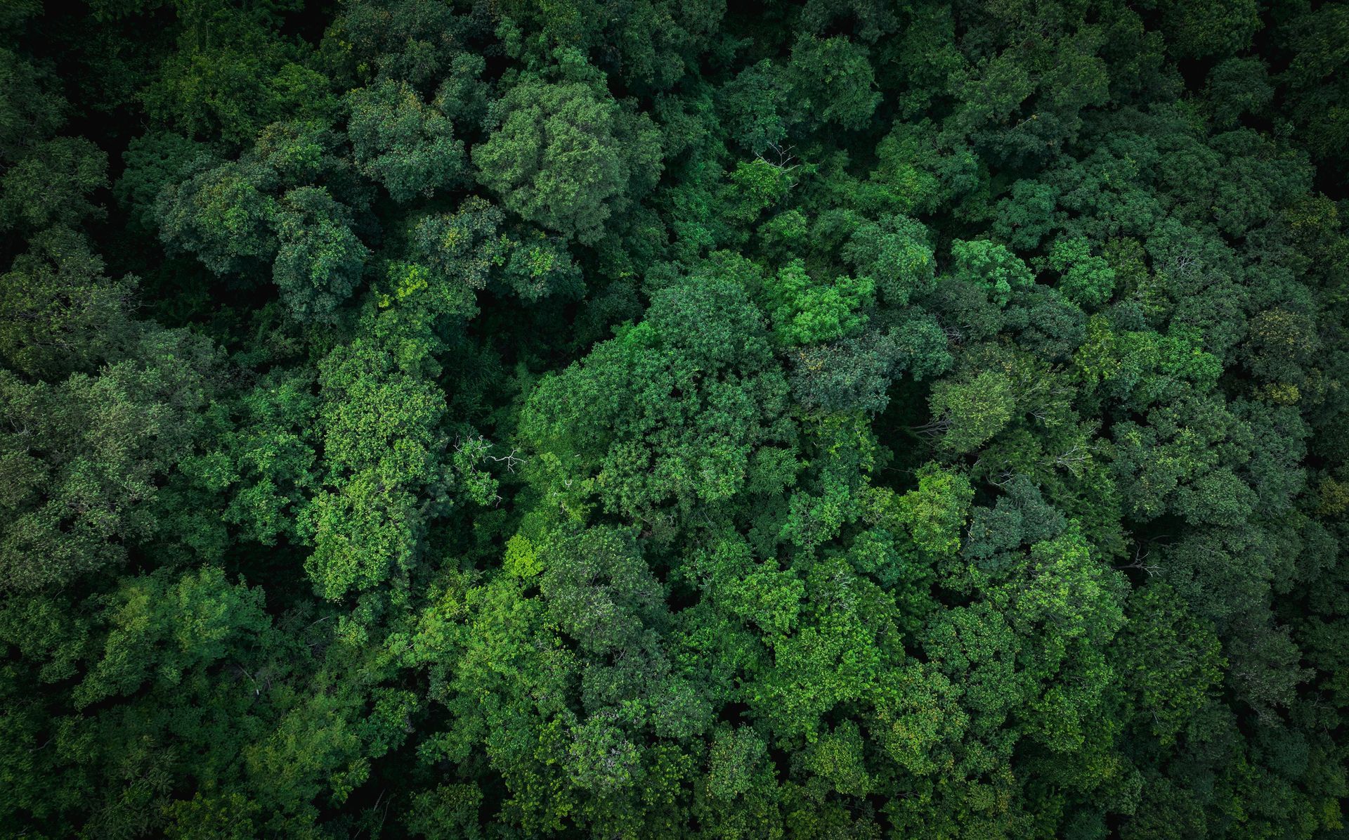 An aerial view of a lush green forest.