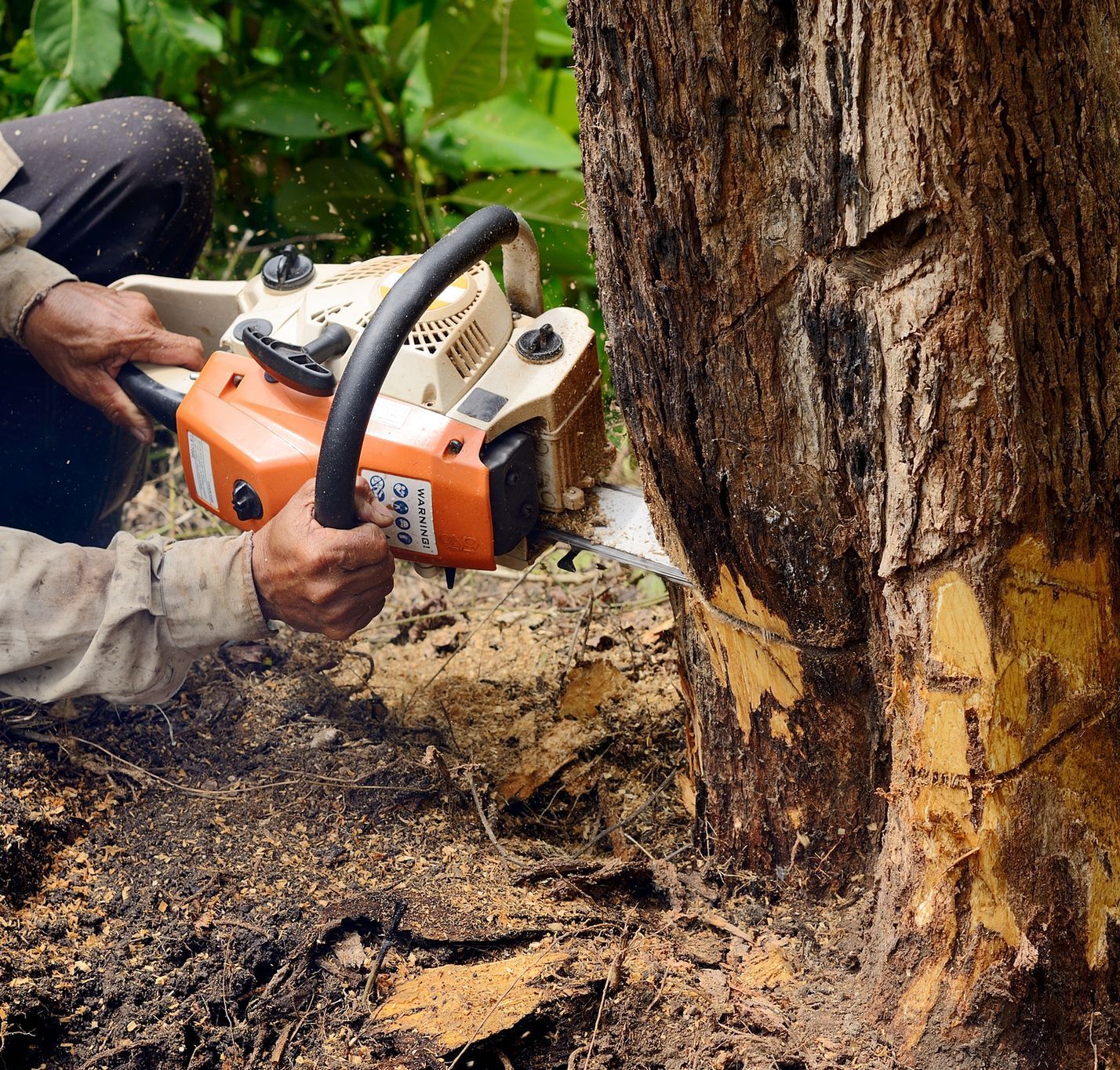 A man is using a chainsaw to cut a tree