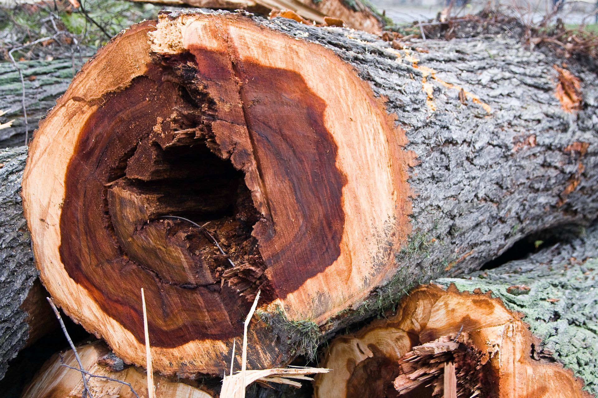 An elm tree displays signs of Dutch elm disease, with wilted, yellowing leaves and thinning branches near the crown.