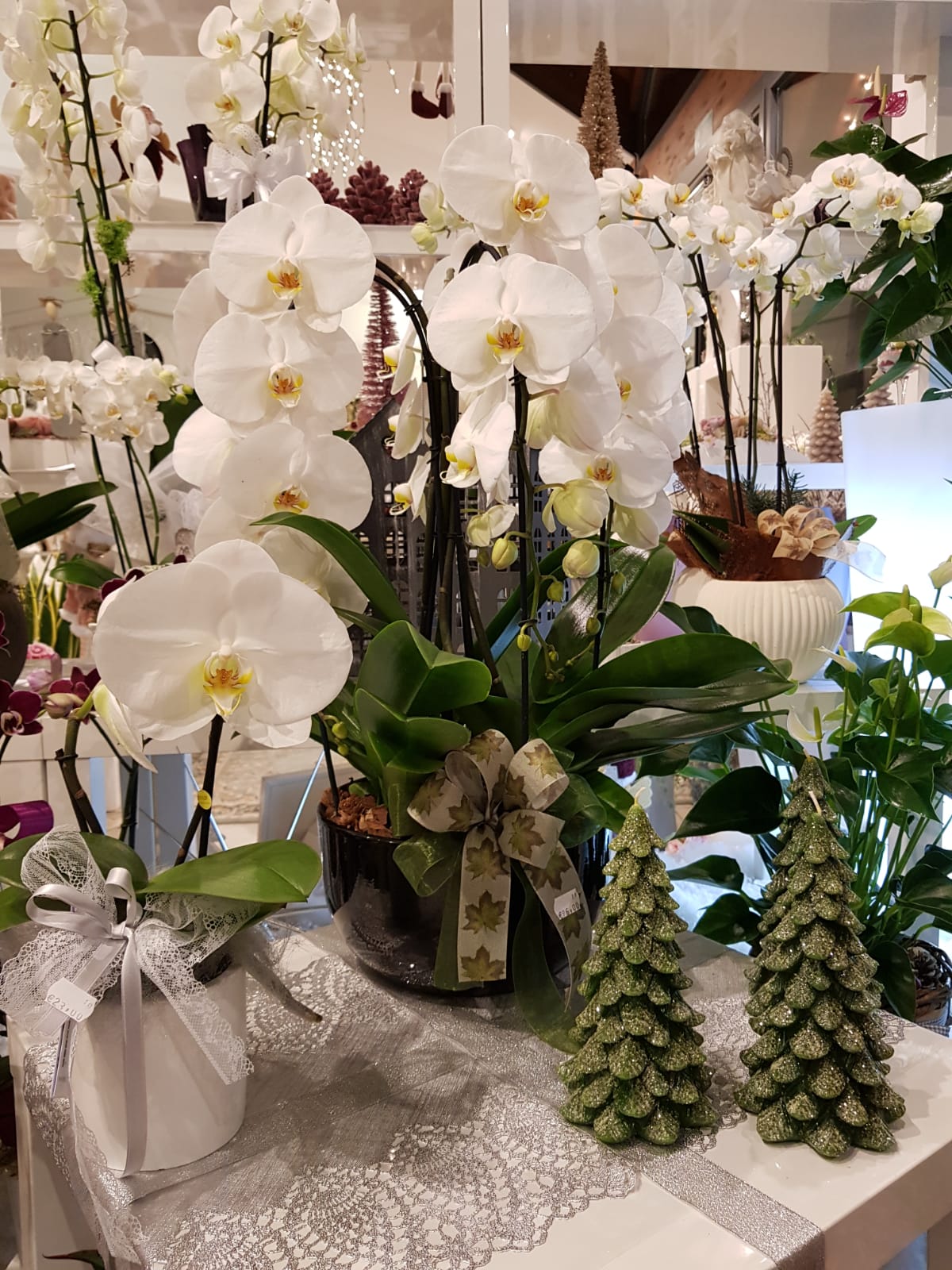 orchidee bianche