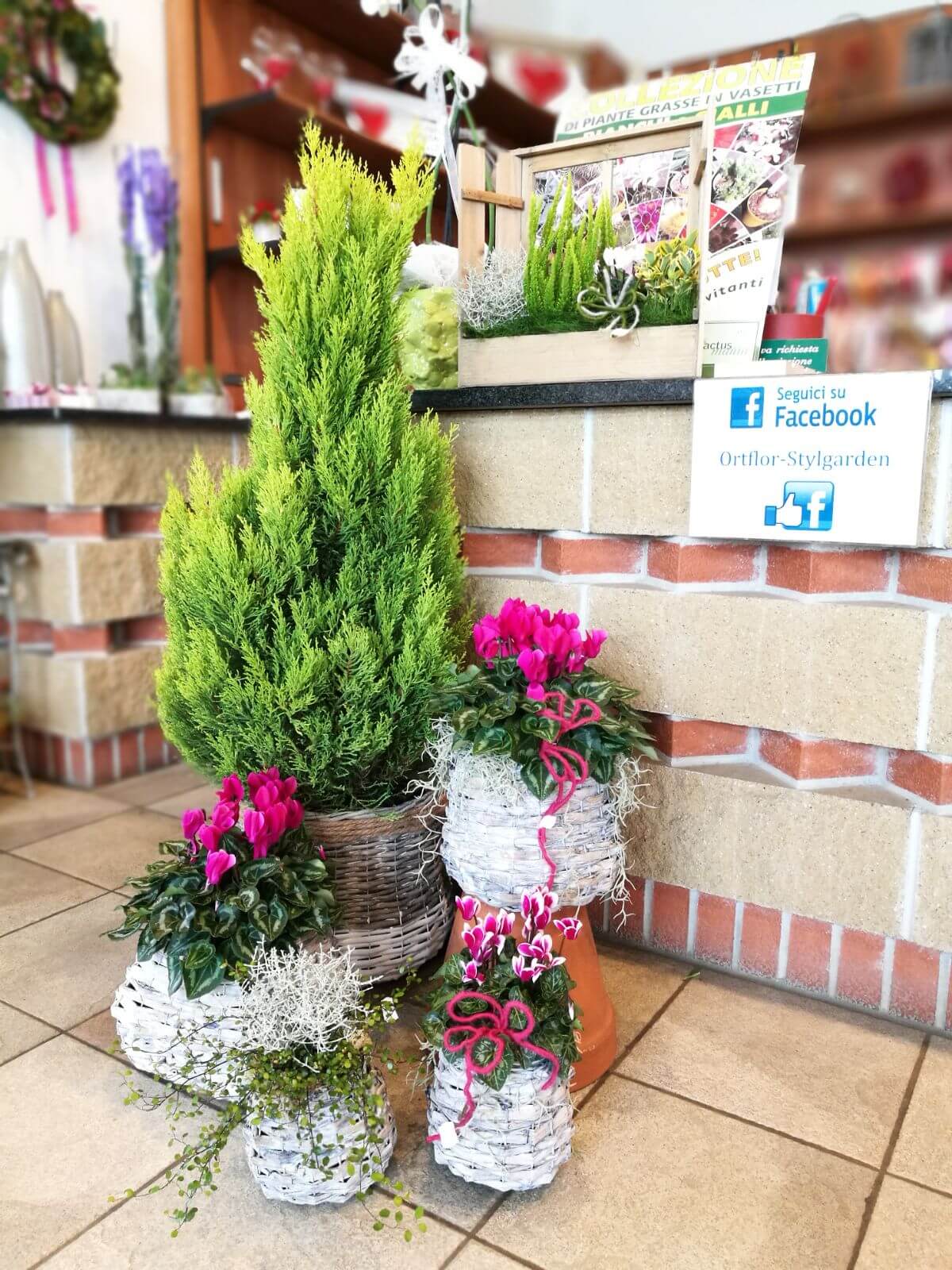 piante e fiori per composizioni