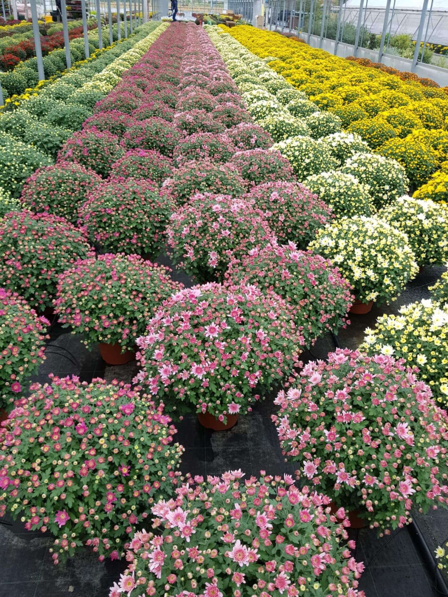 vivaio con piante per esterno