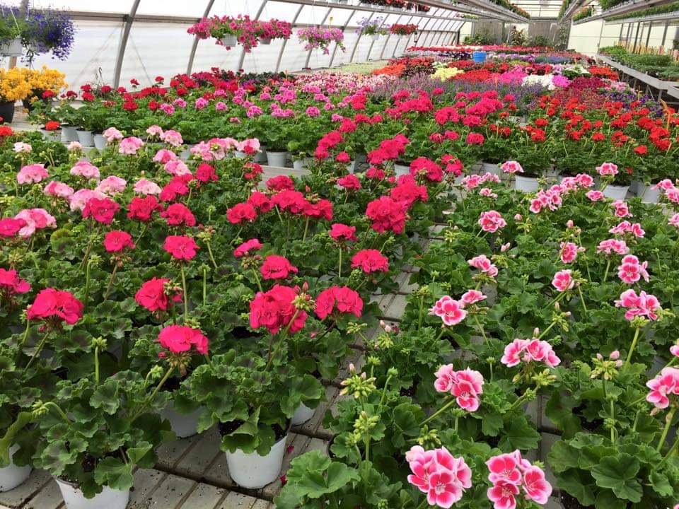 vendita di piante per esterno