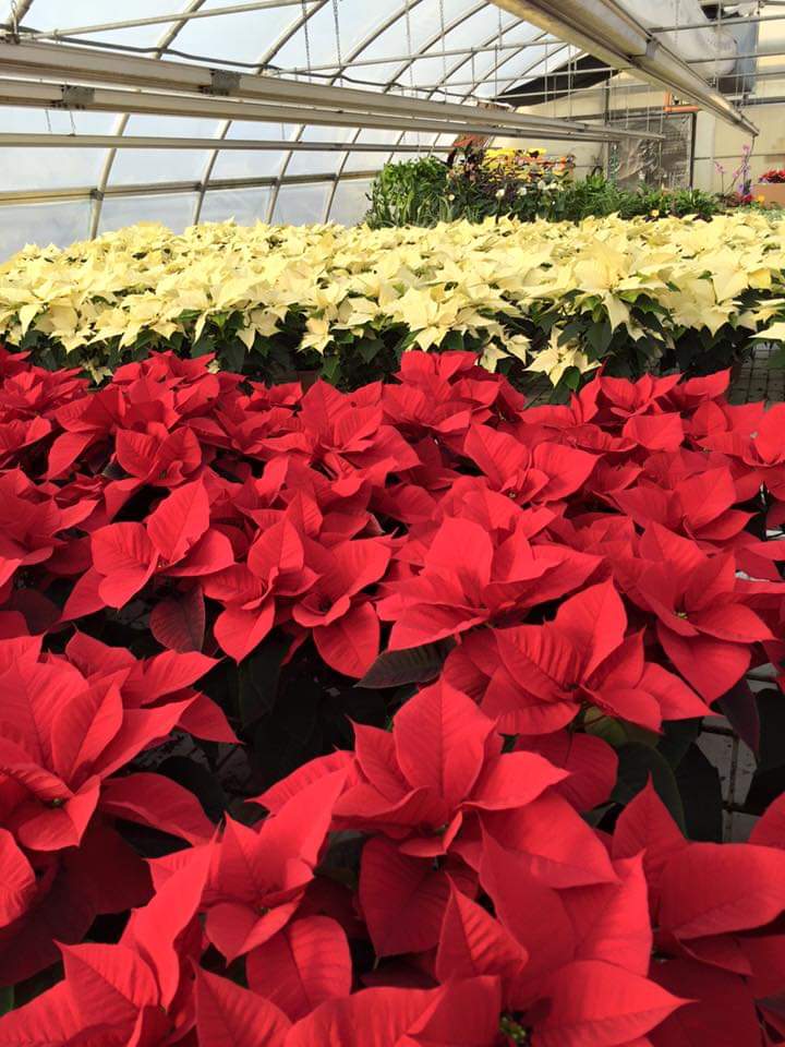 vendita di piante rosse