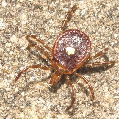 Lone Star Tick. Alpha-Gal Syndrome Treatments NYC by Dr. Dana Cohen