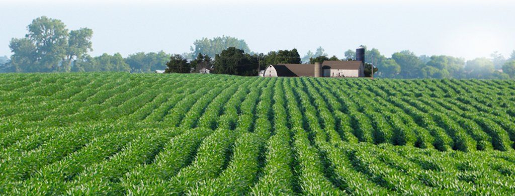 Standard Process Supplements