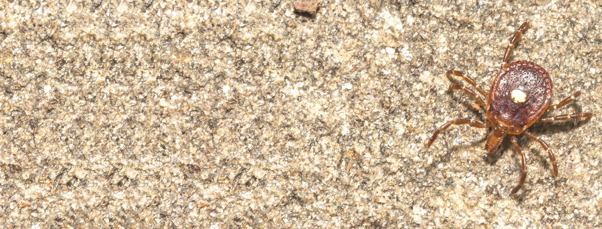 Lone Star Tick Responsible for Alpha-Gal Syndrome Treatments NYC by Dr. Dana Cohen MD