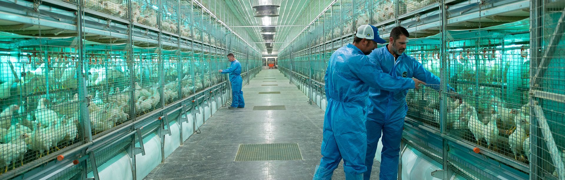 Two workers in blue protective suits inspecting and working near chickens housed in a large, well-lit poultry facility with an additional worker in the background.