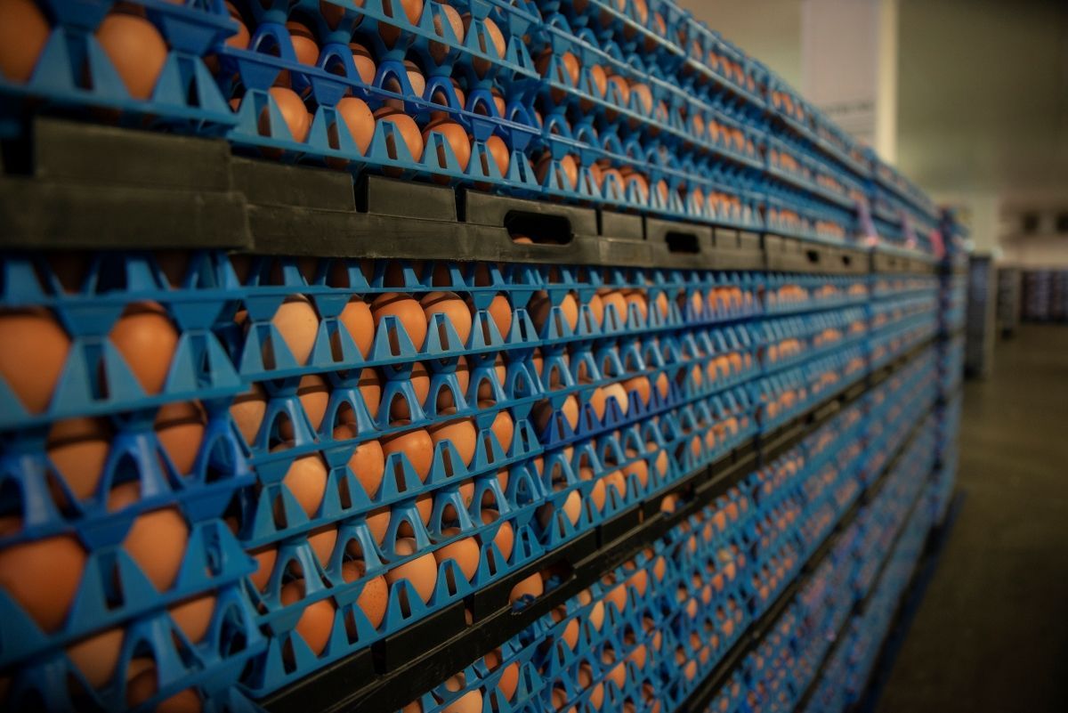 Stacks of brown eggs in blue plastic trays inside a commercial facility.