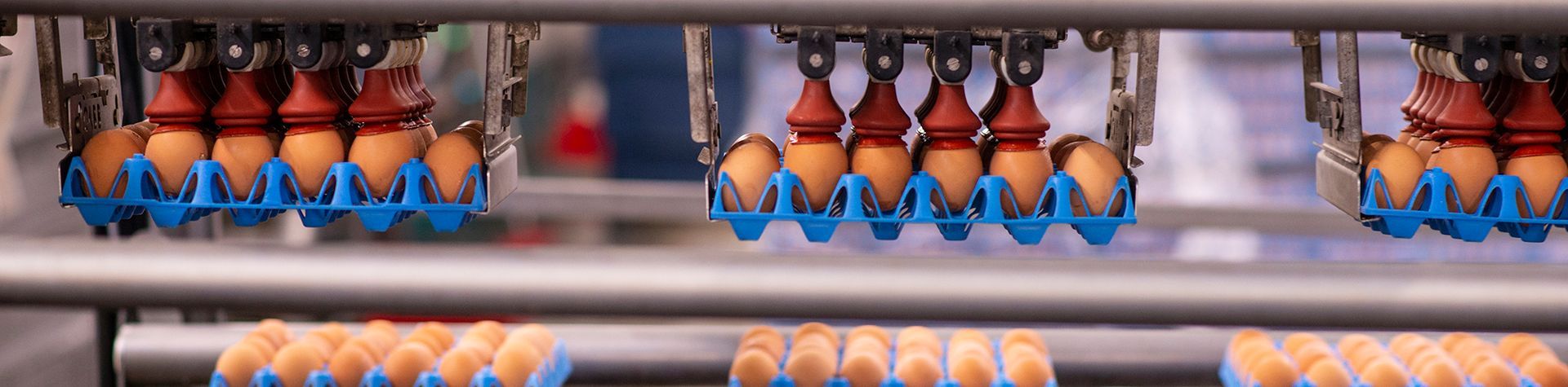 Automated machinery lifting brown eggs in a processing facility, with rows of egg trays visible in the background.