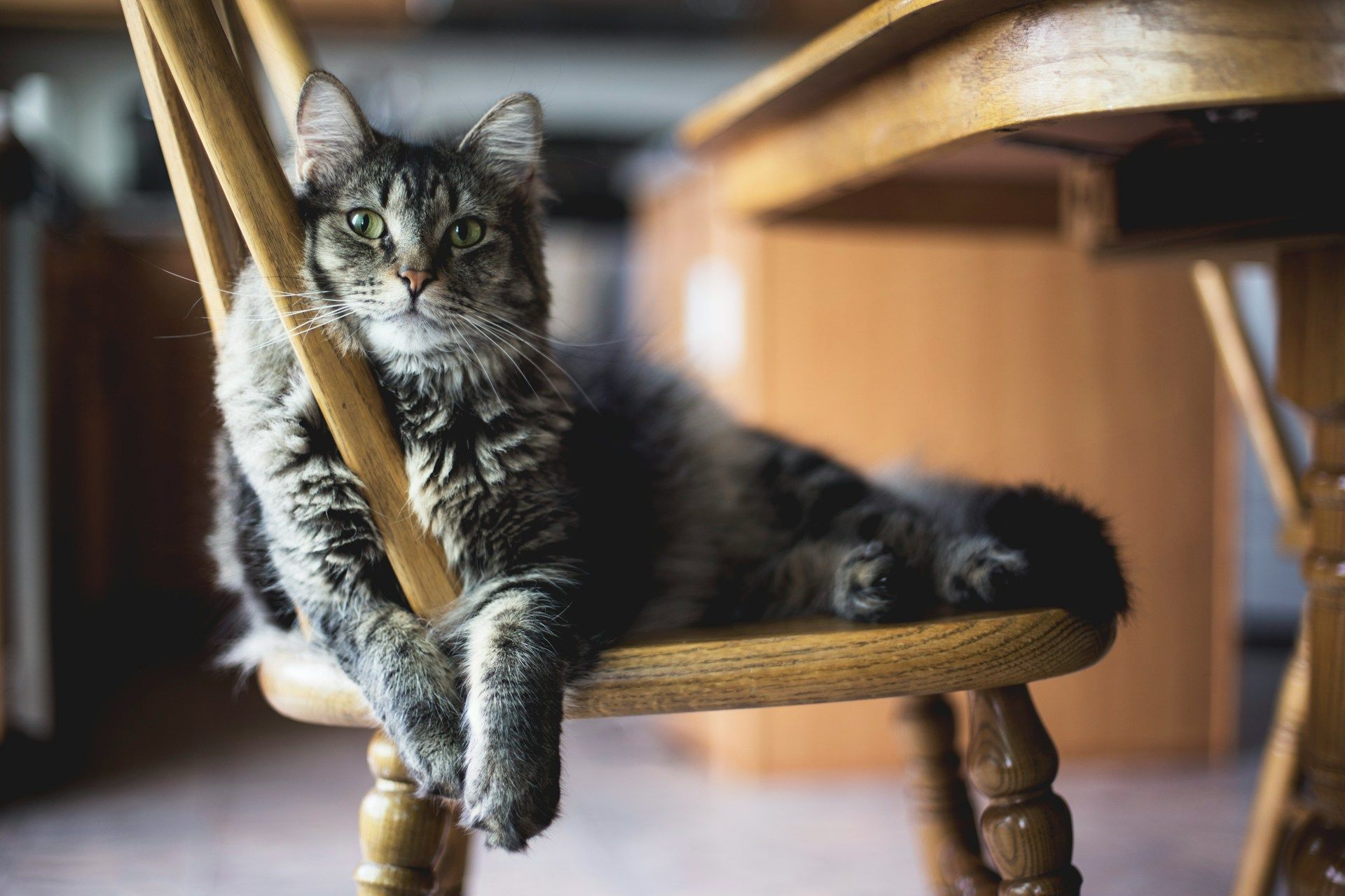 A grey cat leaning on a wooden chair