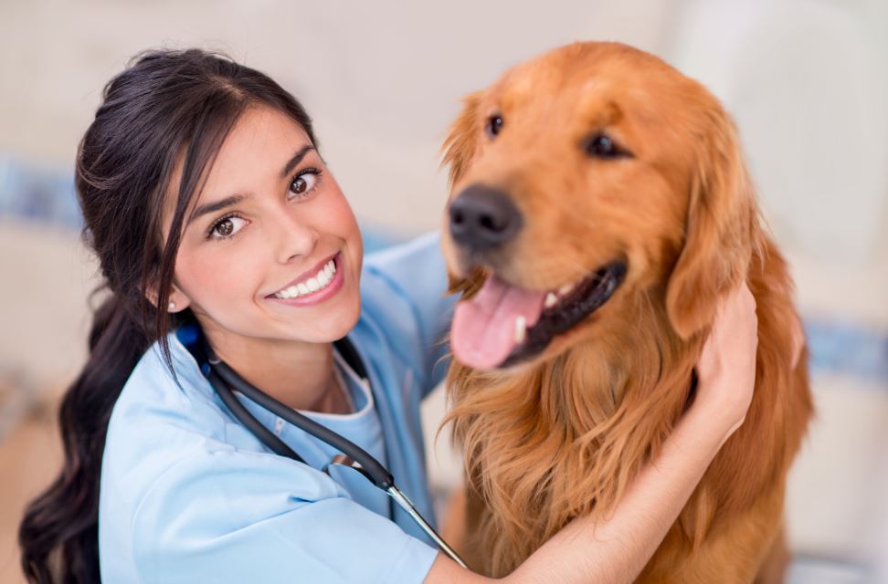 Fresh Food vs. Kibble What’s Best For Your Dog?