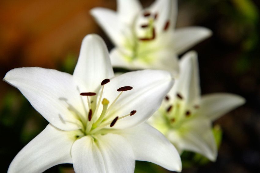 Which Plants are Poisonous to Cats?