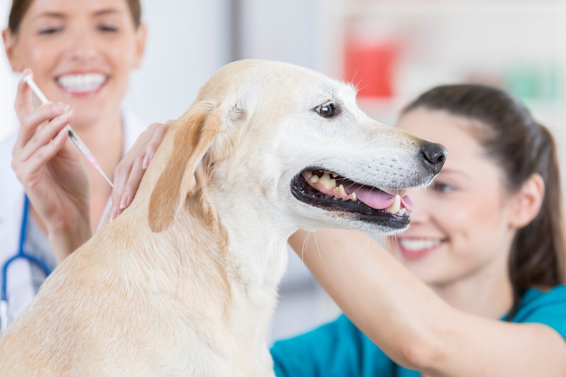 Why Regular Vaccinations are Important for Your Pet’s Health