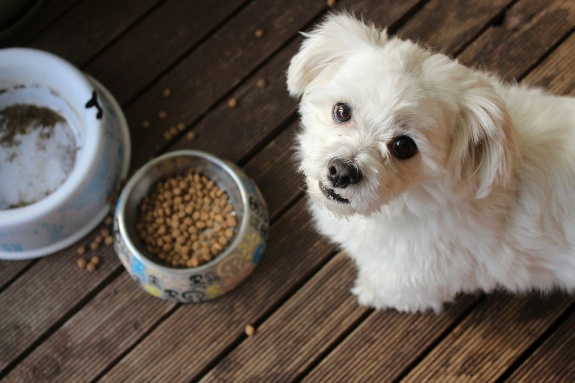 A white dog looking at the camera with a bowl full of dry dog food