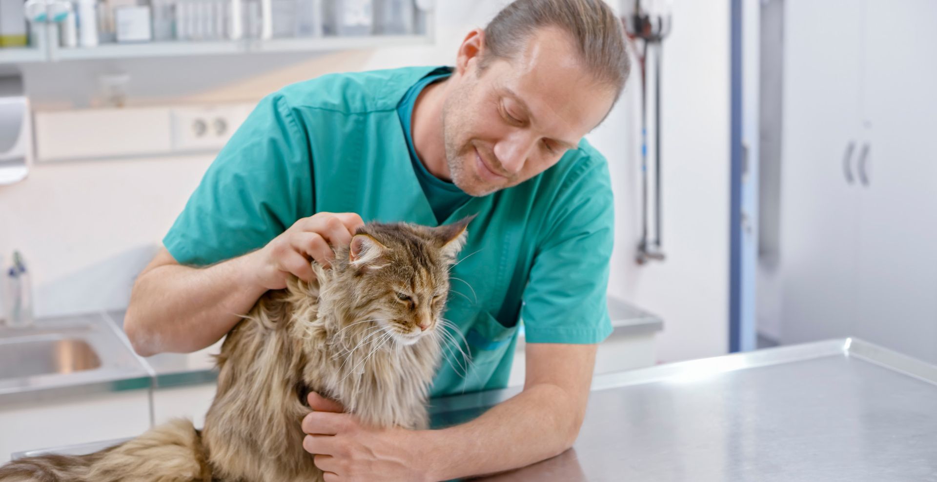 a veterinarian is examining a cat on a table in a veterinary clinic .