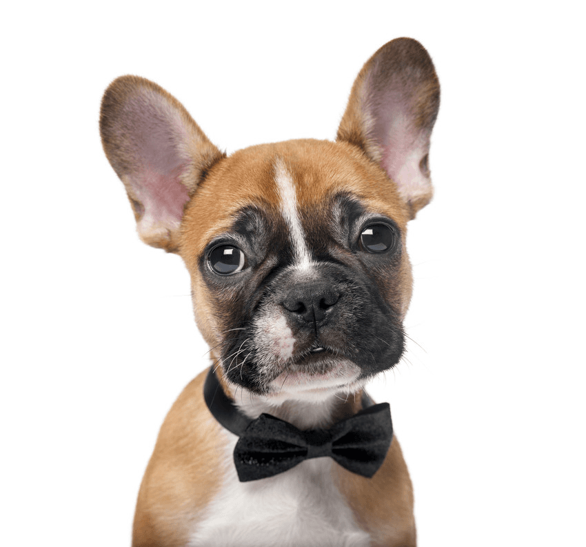 puppy with bow -tie