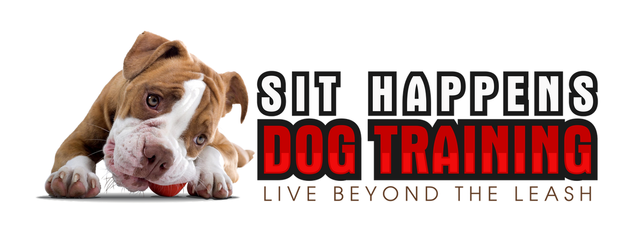 Dog Training Tampa, Augustine Jacksonville, FL Sit