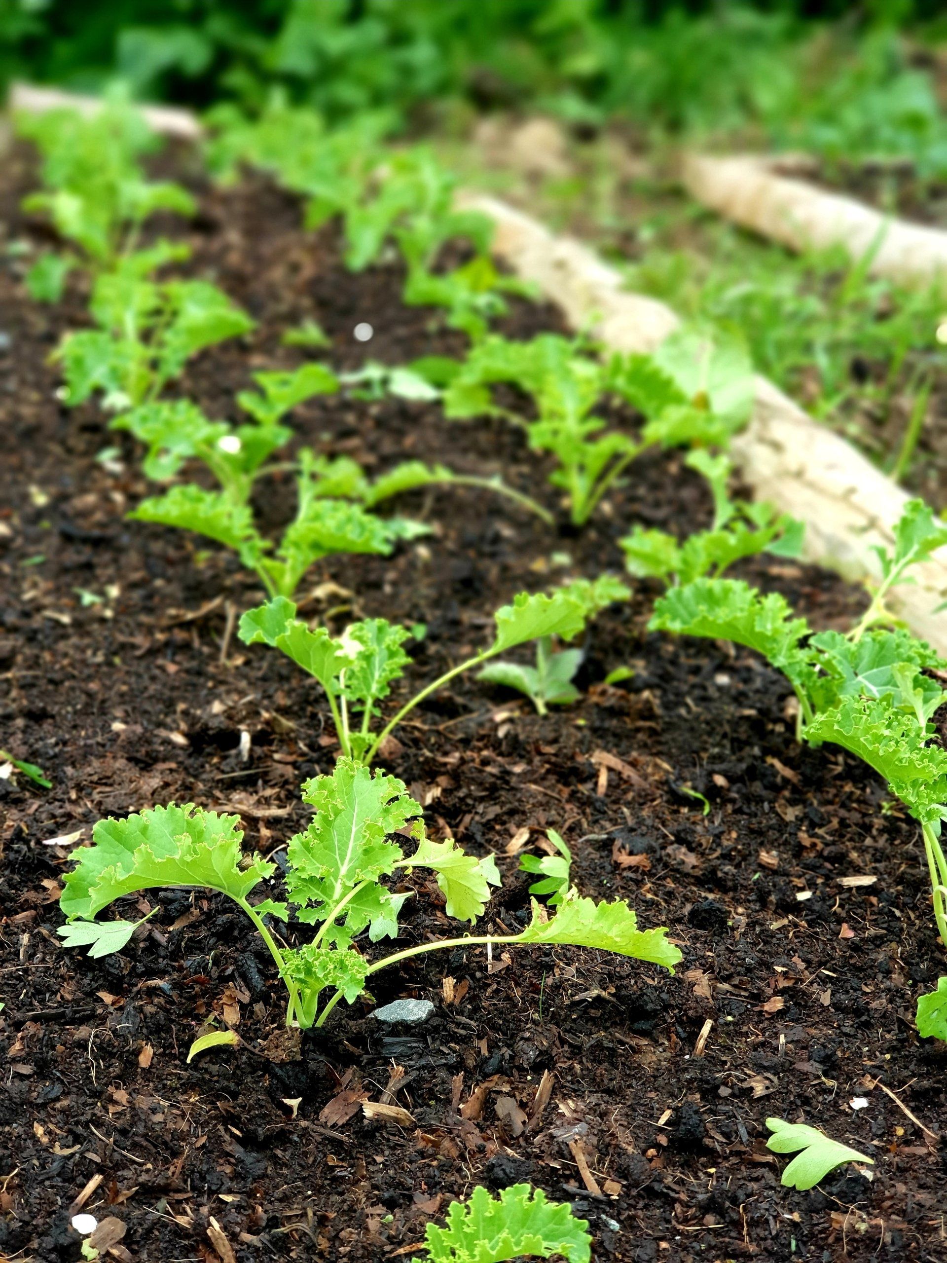 Kale Seedlings