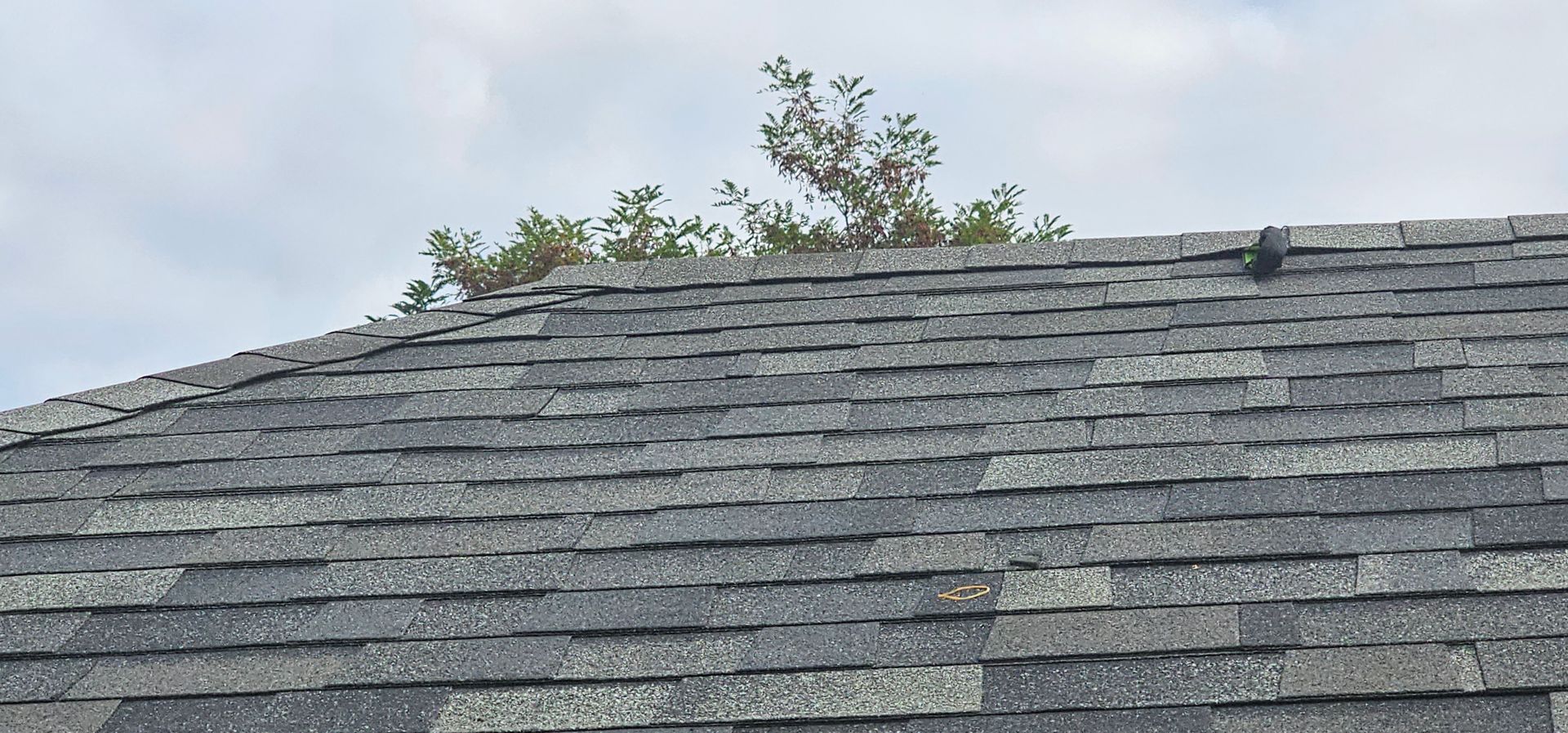 A close up of a roof with a tree growing out of it.