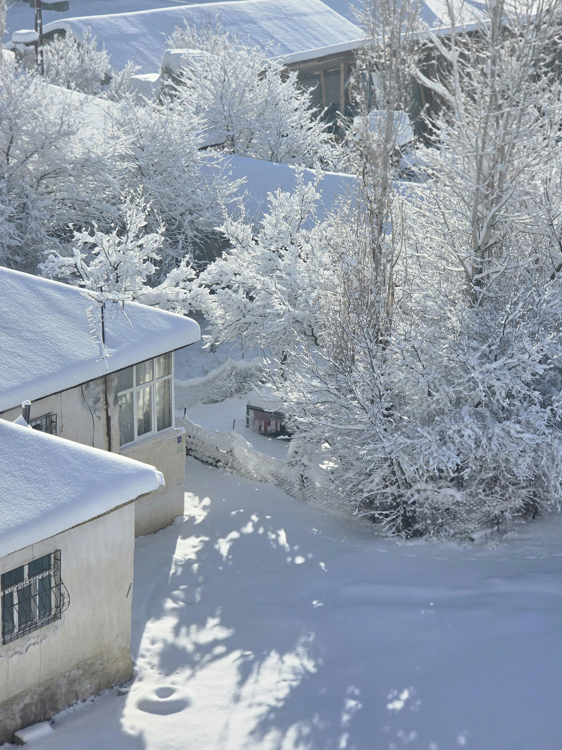 Snow-covered trees and buildings in a winter scene; sun shining, casting shadows on the snow.