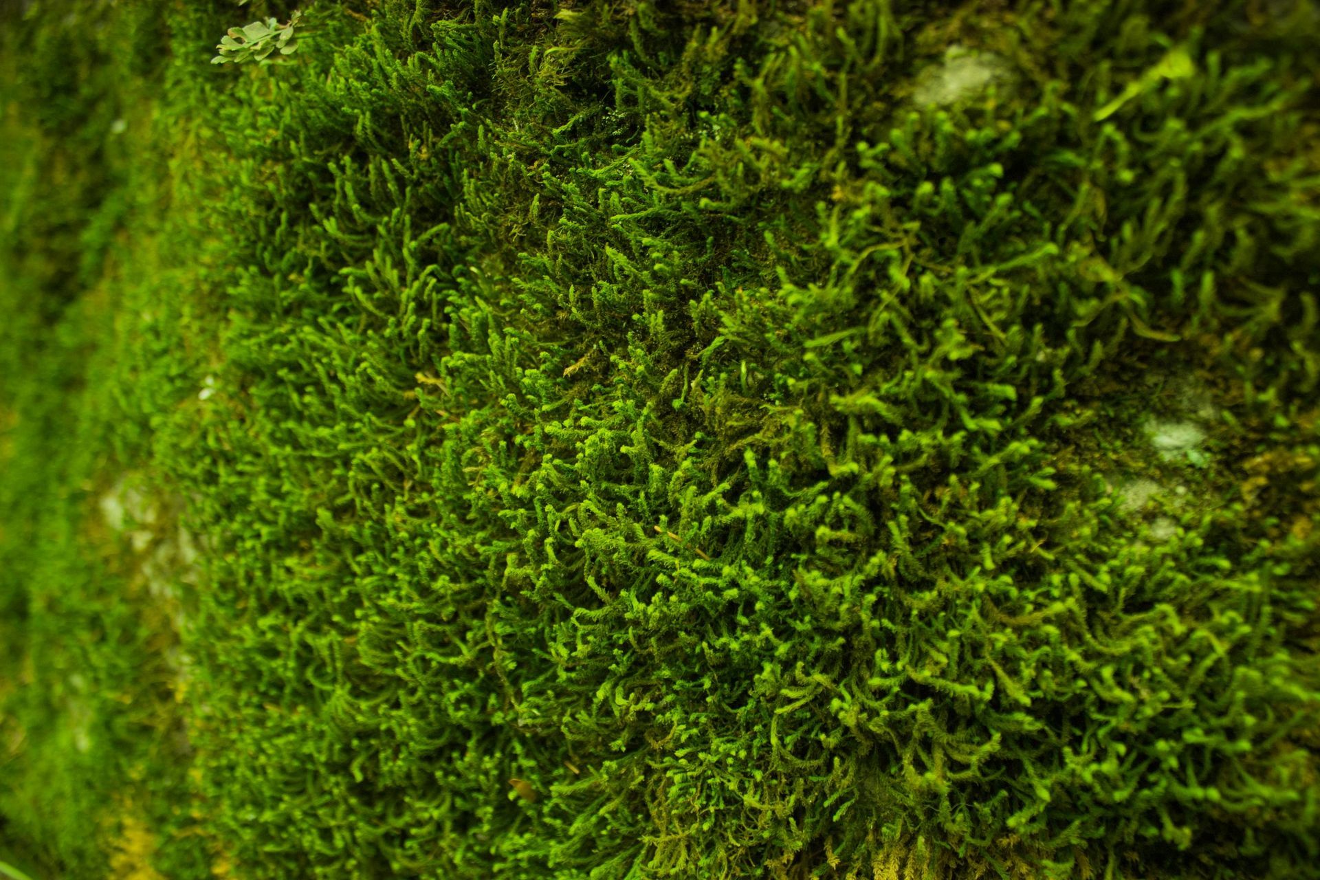 A close up of a green moss growing on a rock.