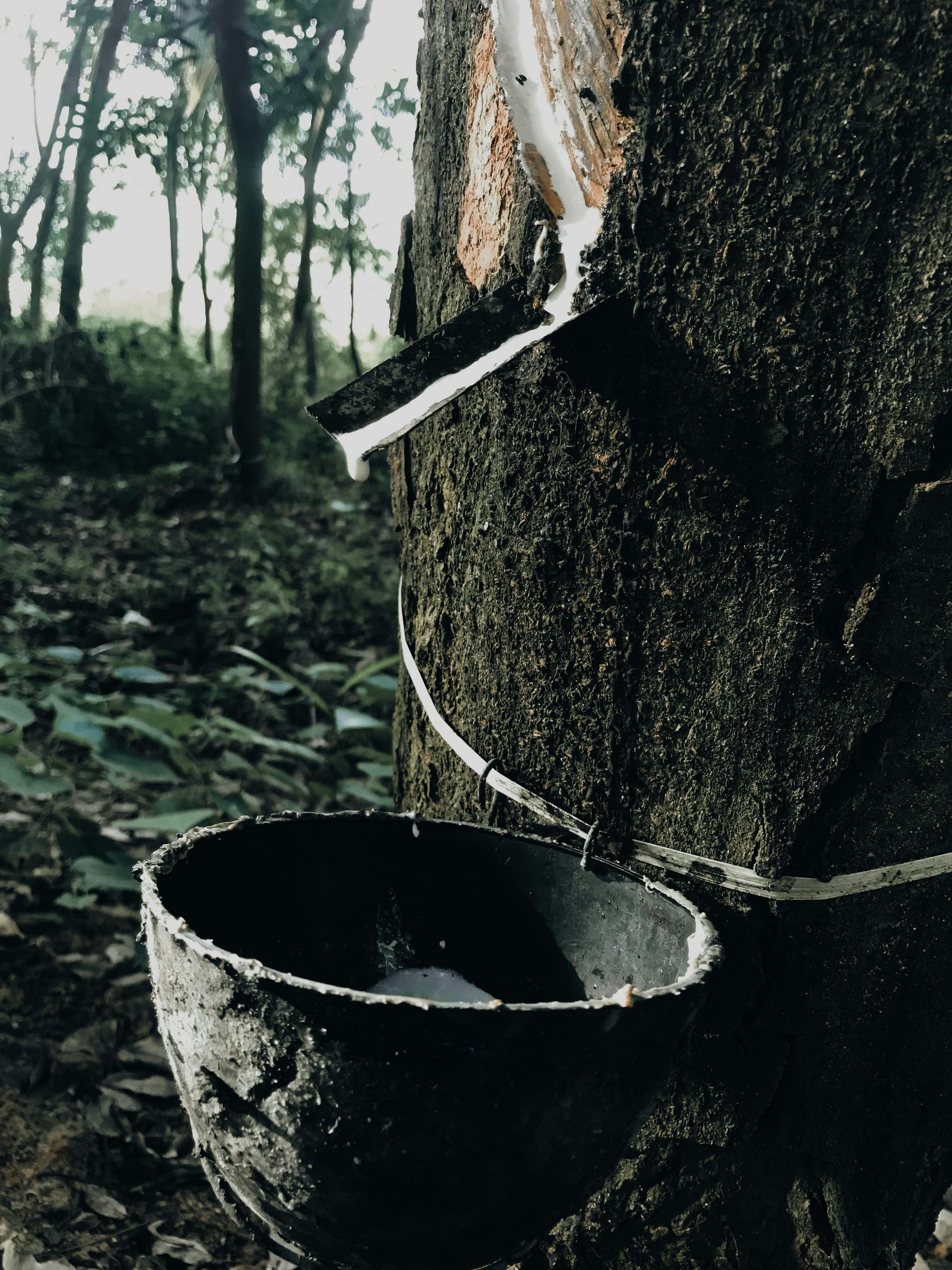 Rubber tree with white sap flowing into a collection cup. Forest in background.