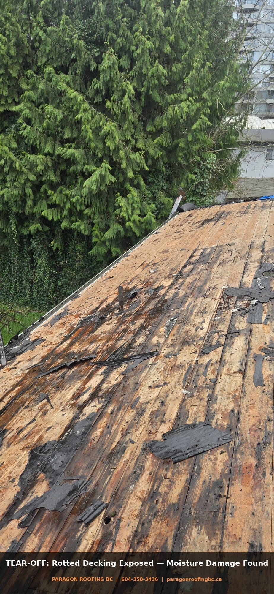 Rotted plank roof decking exposed during tear-off at 133A St Surrey BC — moisture damage requiring full decking replacement by Paragon Roofing BC