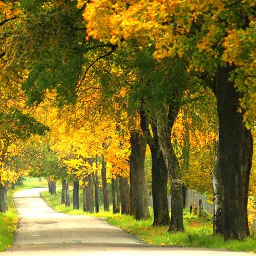 Trees - Tree Service in Blairsville, PA