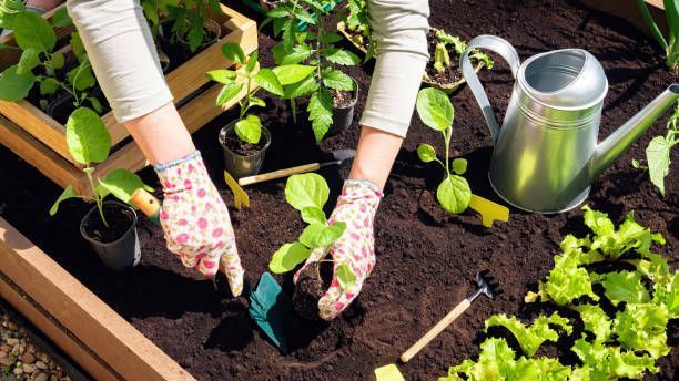 Close-up of a farmer transplanting vegetable seedlings into black soil, highlighting soil supplies.