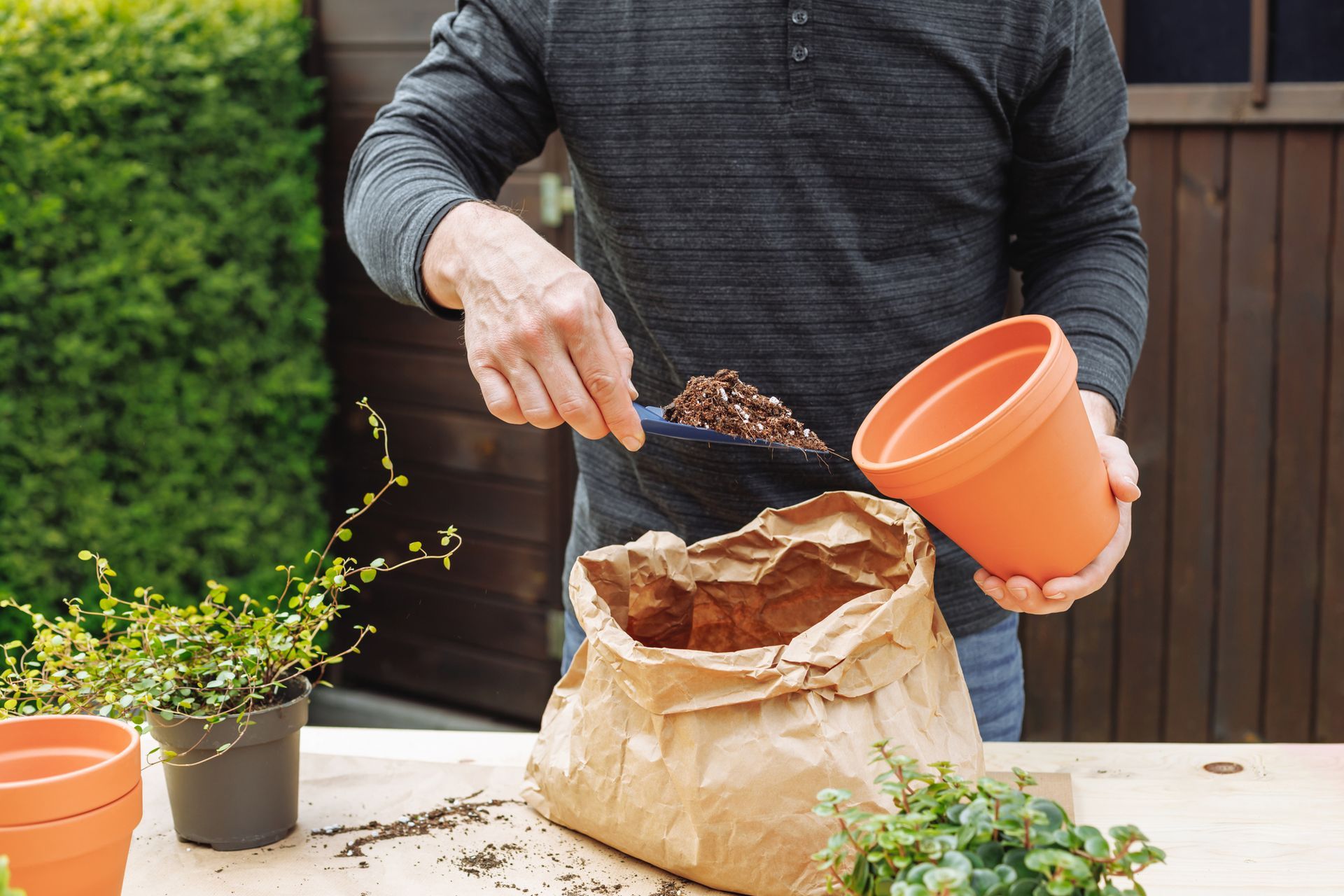 Preparing for transplanting houseplants