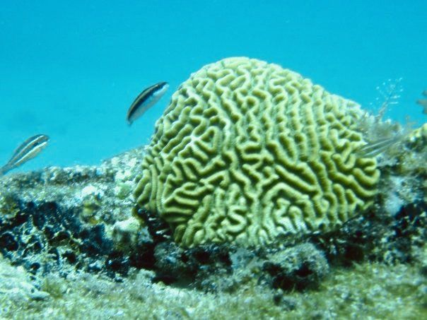 Coral brain with fish