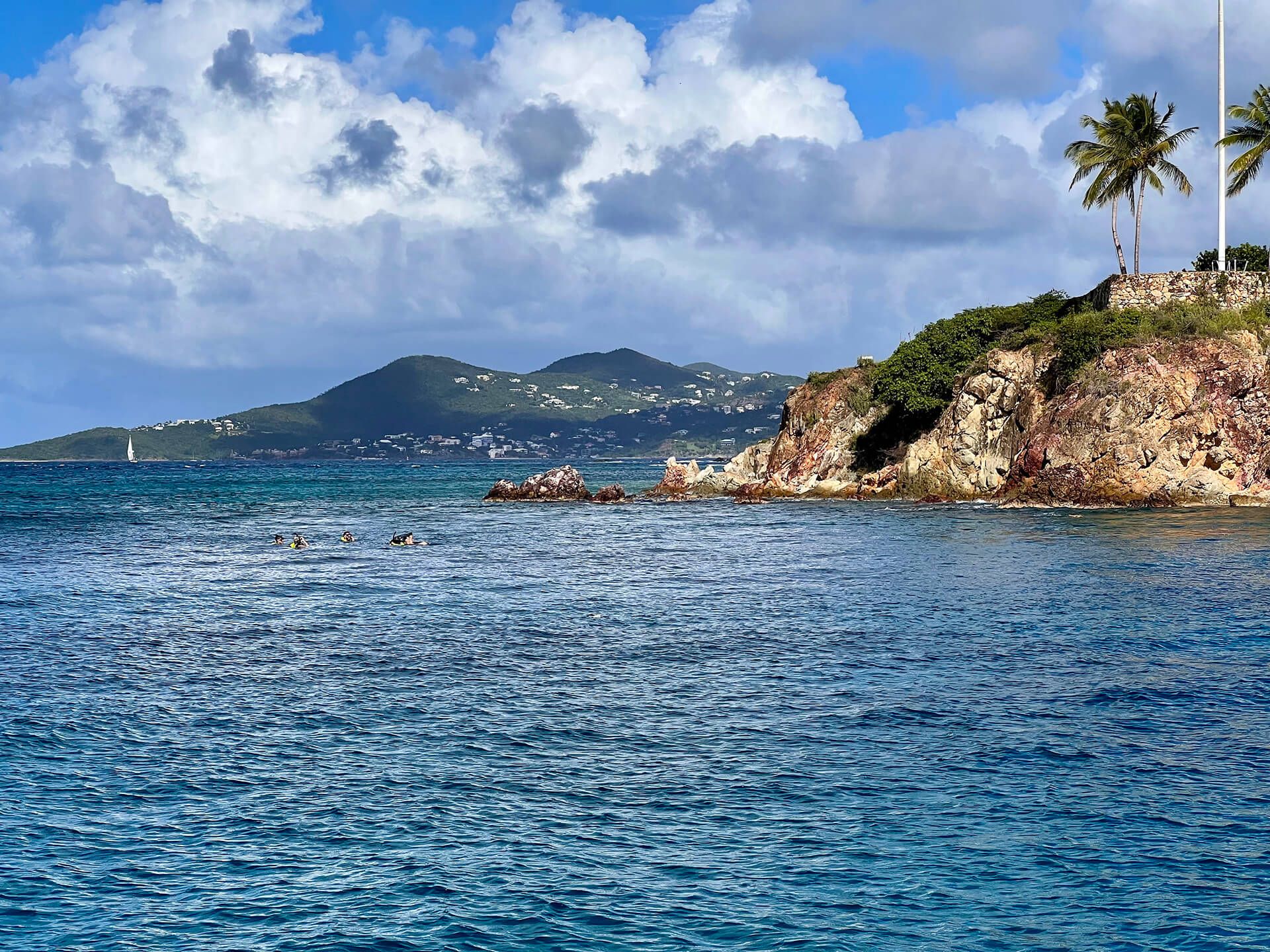 Back view of turtle swimming
