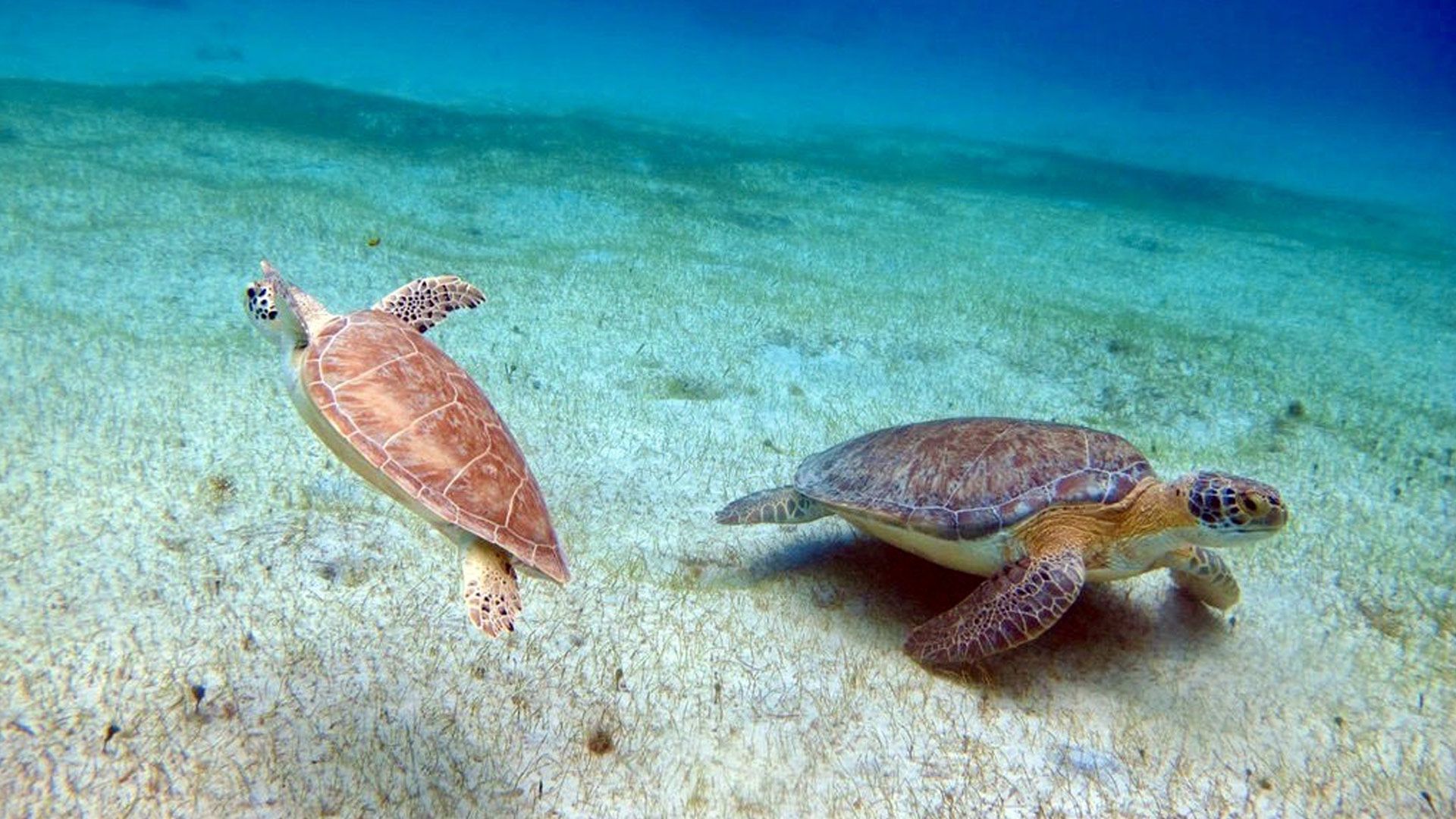 Back view of a beautiful woman