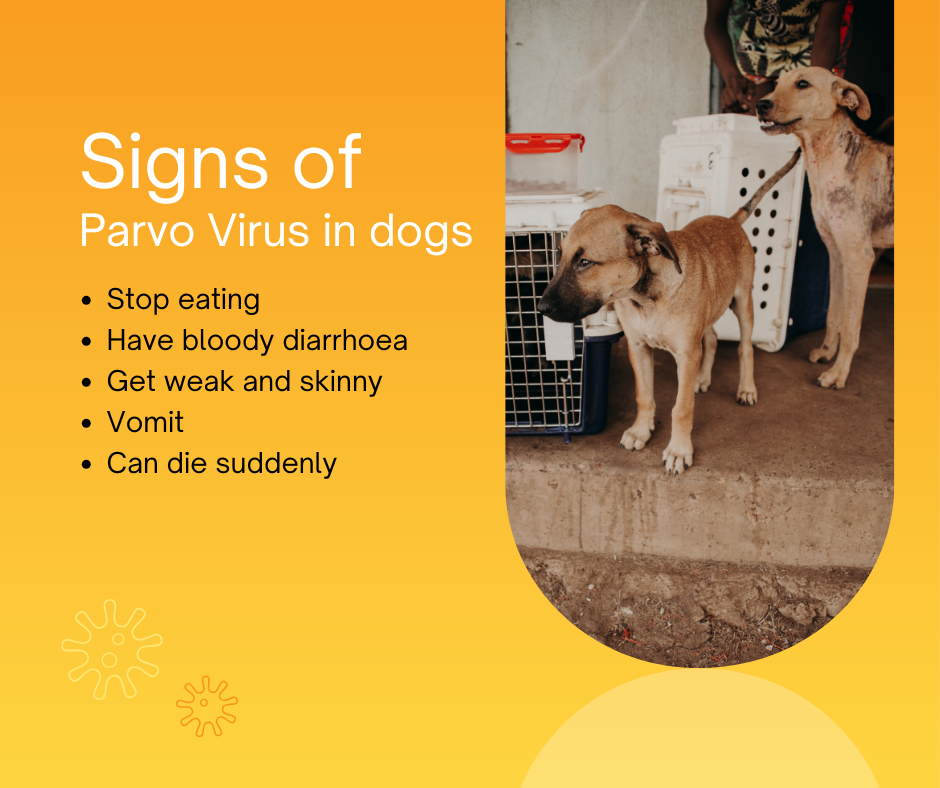 Two puppies at a community home