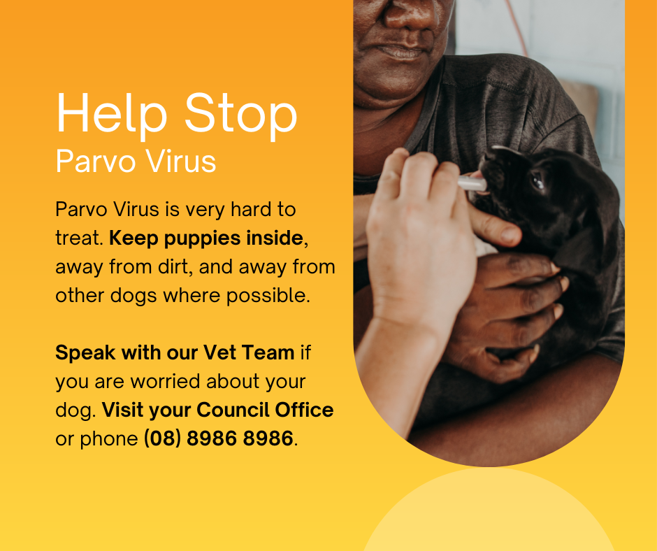 A vet administers medication to a puppy