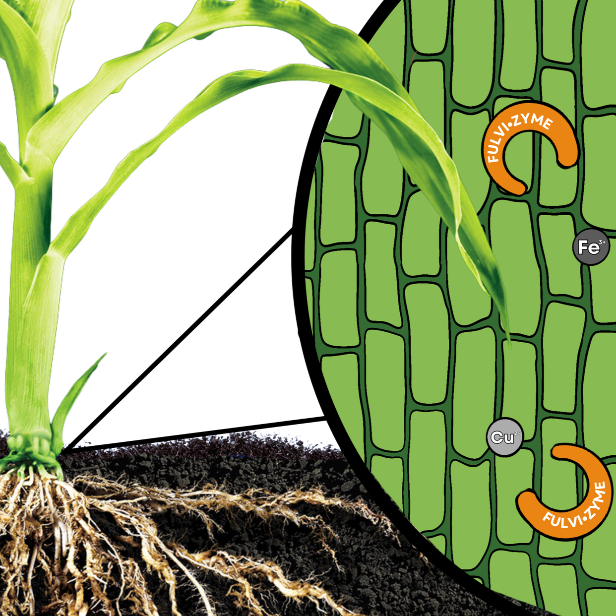 FulviZyme shuttles nutrients to where plants can use them.