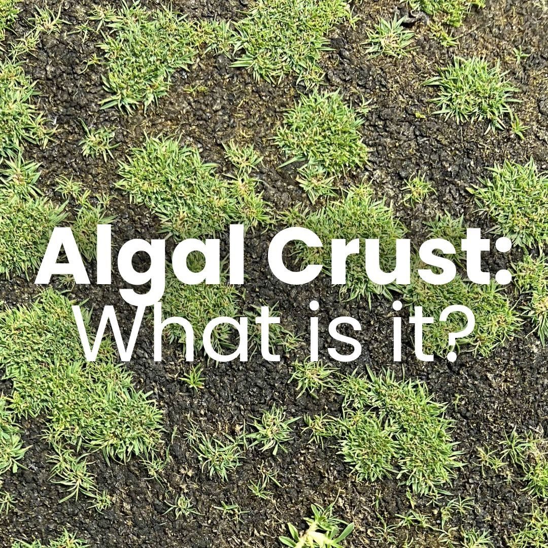 Algal Crust: What is it?
