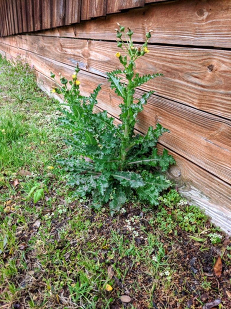 Pest Weed — Circle Drive Villas, NC  — Mountaineer Maintenance Inc.