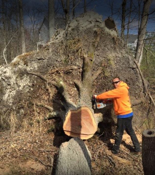 Tree Service Stafford, VA JD Tree Service