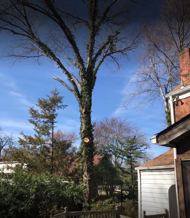 Tree Service Stafford, VA JD Tree Service