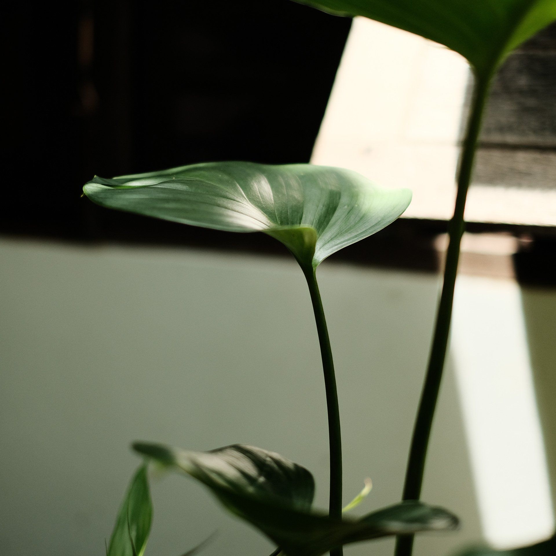 กล้องถ่ายรูป fuji,ปรับโทนสีกล้อง,แต่งรูป lightroom,โทนดาร์กเขียว