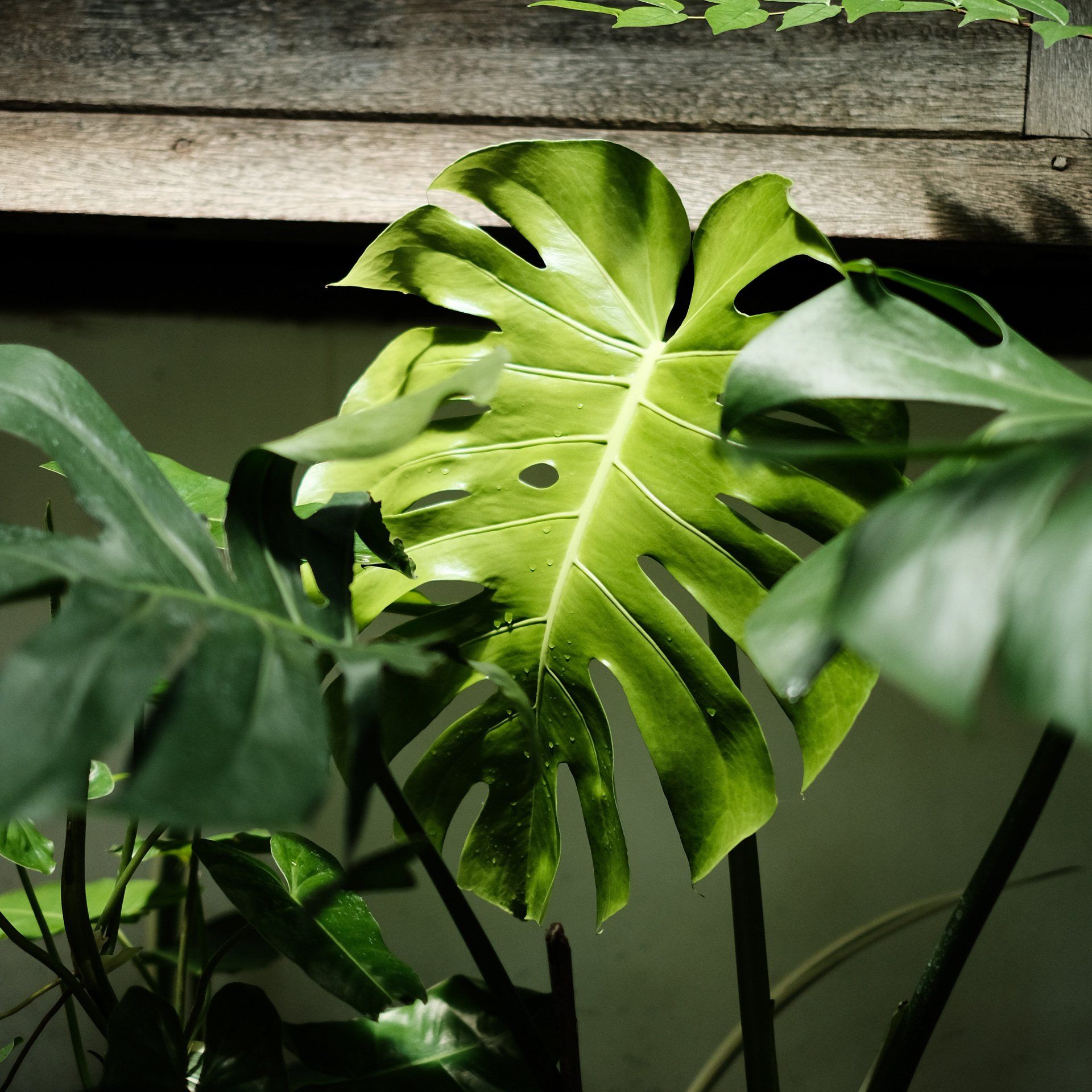 กล้องถ่ายรูป fuji,ปรับโทนสีกล้อง,แต่งรูป lightroom,โทนดาร์กเขียว