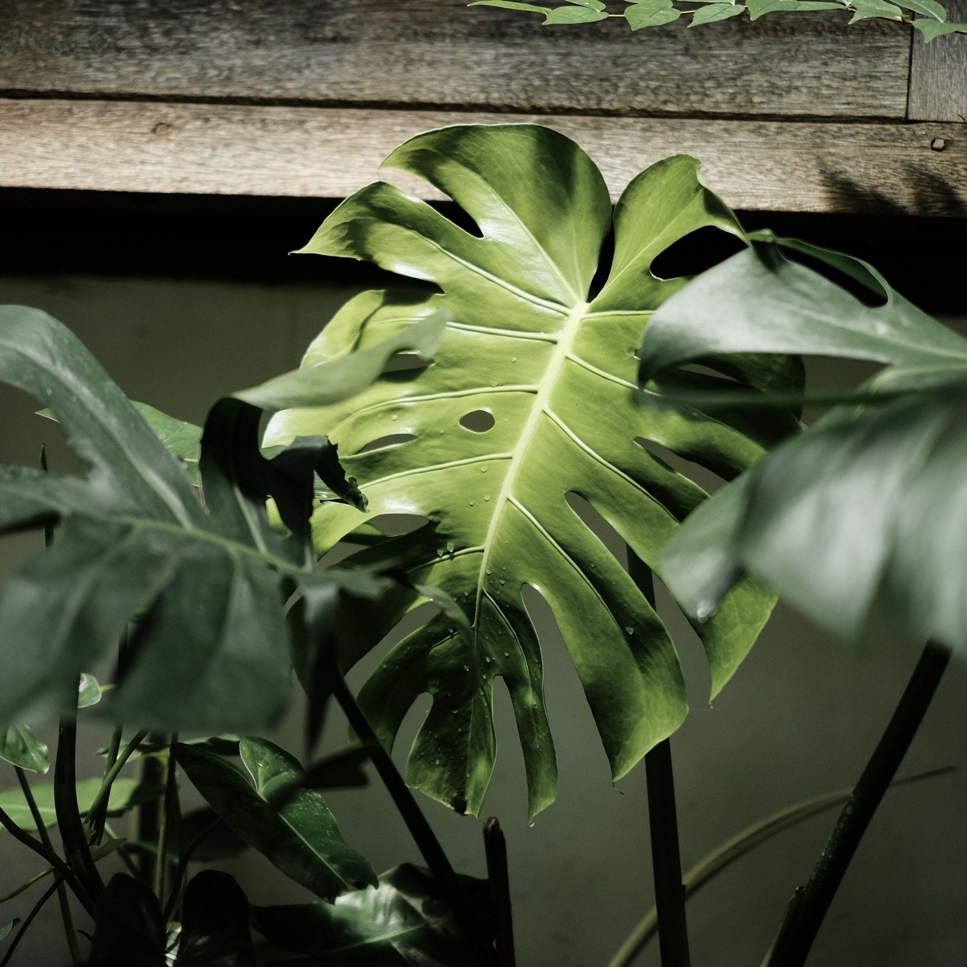 กล้องถ่ายรูป fuji,ปรับโทนสีกล้อง,แต่งรูป lightroom,โทนดาร์กเขียว