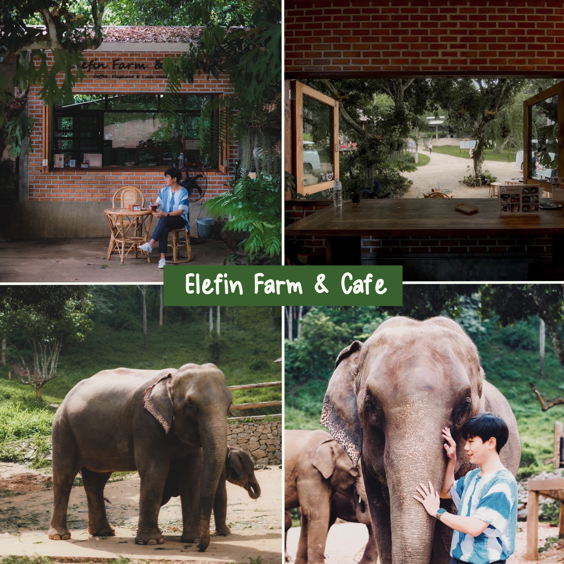 Elefin Farm & Cafe เอเลฟิน ฟาร์ม แอนด์ คาเฟ่ ถ่ายรูปกับช้าง ที่เชียงใหม่