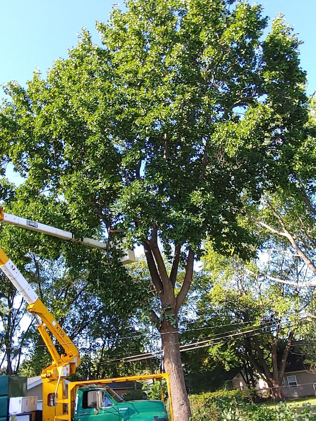 Tree Removal Near Me